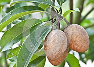 Sapota fruit