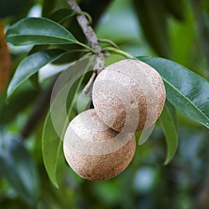 Sapota fruit achras sapodilla