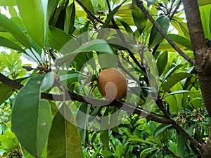 Sapota / sapodila fruit on its tree