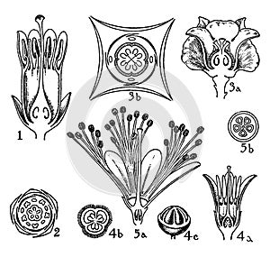 Sapotaceae, Ebenaceae, Styracaceae, Symplocaceae, flowering, plants, Ericales vintage illustration photo