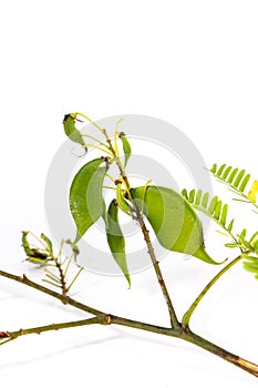 Sappan flower white background in studio