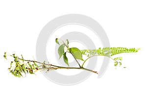 Sappan flower white background in studio
