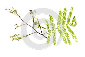 Sappan flower white background in studio