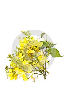 Sappan flower white background in studio