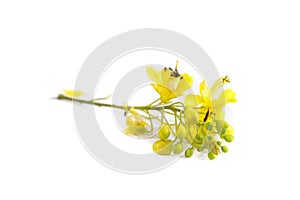 Sappan flower white background in studio