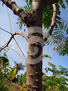 Sappanwood stem photo