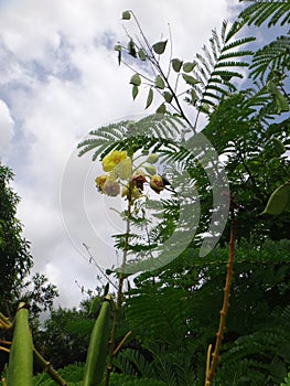 Sappanwood inflorescence - Yellow flower