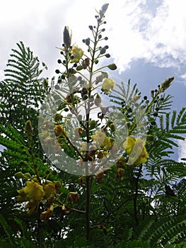 Sappanwood inflorescence - Yellow flower