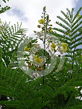 Sappanwood inflorescence - Yellow flower