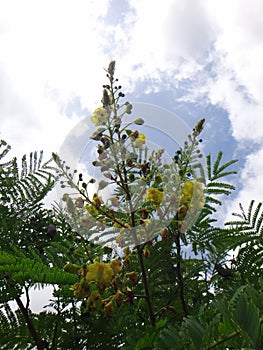 Sappanwood inflorescence - Yellow flower photo