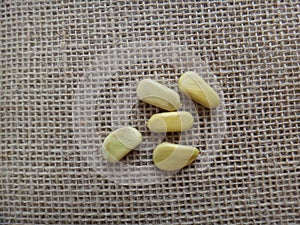 Sappanwood seeds on jute background