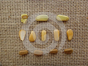 Sappanwood seeds on jute background