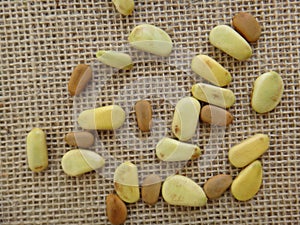 Sappanwood seeds on jute background - Unripe and dry