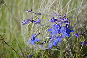 Sapphire Serenity, Delphinium glareosum, Larkspur Species, Horse Heaven Hills Wild Flowers, Eastern Washington State