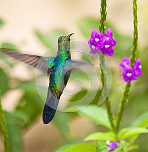 A Sapphire-spangled Emerald Hummingbird