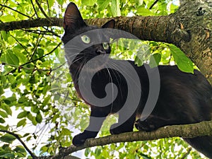 Sapphire on a tree, curious about the view, kitten