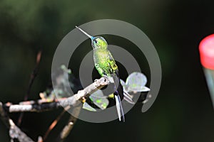 Sapphire-vented Puffleg