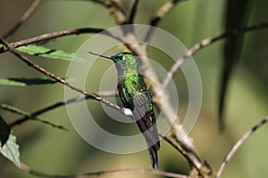 Sapphire-vented Puffleg