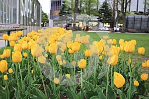 the sapporo odori park at spring