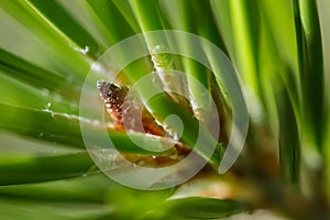 Sappy pine growth bud