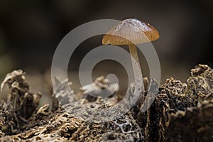 A saprobic fungus, Pluteus species
