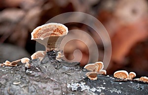 Saprobic fungus Stereum hirsutum photo