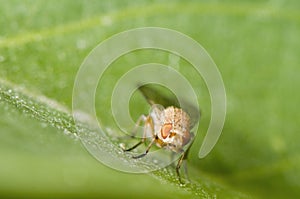 Sapromyza quadricincta photo