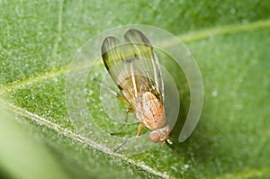 Sapromyza quadricincta vertikal