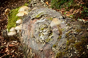 Saprophyte Porcelain Fungus On Beech Dead In Nebrodi Park, Sicily