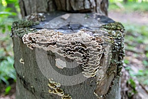 Saprophytic fungi, Coriolus versicolor, on dead tree trunk