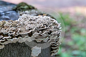 Saprophytic fungi, Coriolus versicolor, on dead tree trunk photo