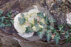 saprophytic fungi are fruit bodies that destroy and infect wood and tree trunks with their formations.