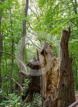 saprophytic fungi are fruit bodies that destroy and infect wood and tree trunks with their formations.