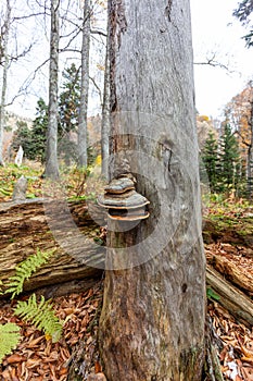 saprophytic fungi are fruit bodies that destroy and infect wood and tree trunks with their formations.