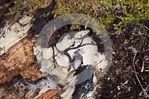 Saprophytic Fungi on Decaying Wood photo