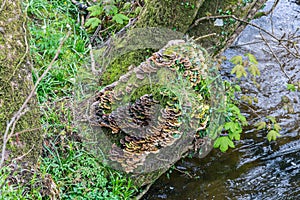 Saprophytic fungi on a tree stump