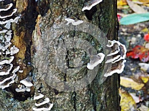 Saprotroph, saprophyte or saprobe Tree fungus