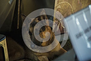 SAPS K9 German Shepherd