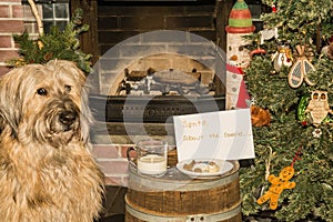 Sapsali dog stealing Cookies and Milk left out for Santa