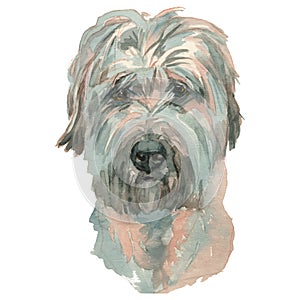 The Sapsali dog watercolor hand painted dog portrait