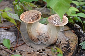 Sapsucker Woods Dryad`s Saddle mushroom