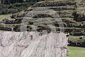 Saqsaywaman, archeological site, Peru photo
