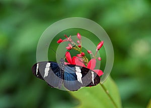 Sara Long wing butterfly on red flowers