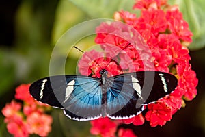 Sara Longwing butterfly