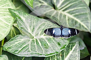 Sara Longwing butterfly