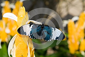 Sara Longwing Butterfly photo