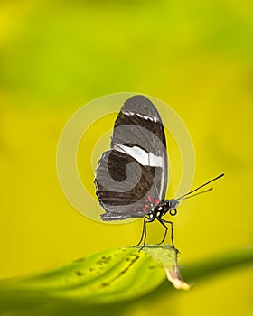 Sara Longwing Butterfly