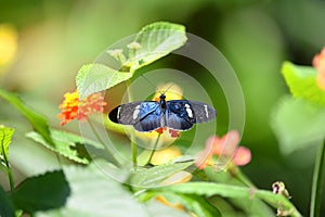 Sara Longwing Butterfly