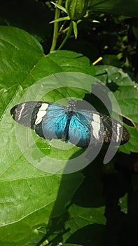 Sara Longwing butterfly