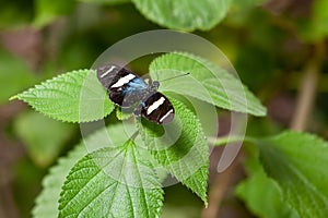 Sara longwing butterfly, Heliconius sara